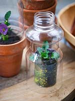 Les bouteilles en plastique utilisées comme cloches sur Viola cultivées en pot de papier