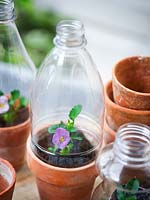 Les bouteilles en plastique utilisées comme cloches sur Viola dans des pots en terre cuite vintage