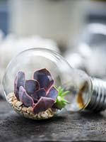 Mini terrarium fabriqué à partir d'une ampoule avec Echeveria à l'intérieur