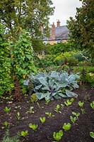 Rangées de légumes dans le potager - Yews Farm, Martock, Somerset