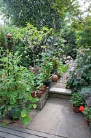 Petit jardin avec patio avec plantations en pot, en premier plan Tomate 'Jardinier's Delight' avec Tropaeolum 'Mixed Gleam' - Capucine - en pot