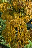 Wisteria spp avec des feuilles d'automne.
