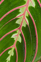 Maranta leuconeura var. erythroneura - Plante à chevrons