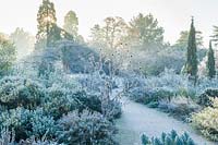 Vue du jardin sec avec des plantes méditerranéennes sur un matin glacial. Cupressus sempervirens Stricta Group