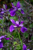 Iris 'Pansy Purple'