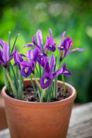 Iris reticulata 'Scent Sational' dans un pot en terre cuite