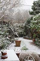 Neige dans le jardin de la ville avec petite pelouse et parterres de gravier, grandes parterres de plantes vivaces et d'arbustes, Magnolia dans un pot