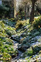 Vue le long du fossé avec des rives tapissées de Galanthus - Snowdrop dans la neige