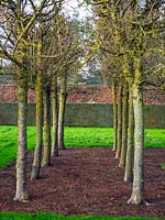Espalier Carpinus - arbres de charme taillés formant bosquet à East Ruston Old Vicarage, Norfolk, Royaume-Uni.