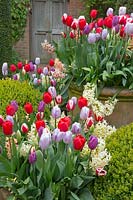 Tulipa et Hyacinthus - Fleurs de printemps mixtes avec topiaire Dutch garden, East Ruston Old Vicarage Gardens, Norfolk, Royaume-Uni.