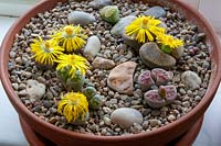 Pot en argile avec Lithops fleuris - Living Stones