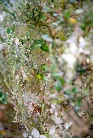 Bordure d'arbre buis dévastée par Box Tree Moth caterpillar, Cydalima perspecalis