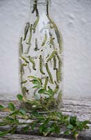 Box Tree Moth caterpillar, Cydalima perspecalis dans une bouteille en verre