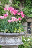 Urne en pierre plantée de Tulipa 'Yonina' et Tulipa 'Foxtrot' dans le jardin du Manoir de Cotswold.