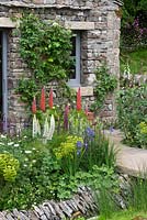 Lupinus 'Terracotta', 'Masterpeice' et 'Noble Maiden' fleurissent en parterre de jardin.