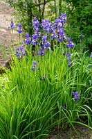 Iris violets en fleur