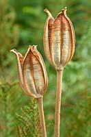 Tulipa sprengeri - Têtes de graines