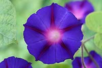 Ipomoea purpurea 'Grandpa Otts' - Morning Glory