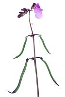 Phaseolus vulgaris 'Violet Podded' - Haricot grimpant français - fleur et jeunes haricots sur tige