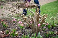Taille des tiges de buddleia jusqu'à 45 cm au début du printemps à l'aide de loppers - Buddleia davidii 'Black Knight '.