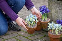 Placer des pots d'iris d'hiver sur un patio - Iris 'Katharine Hodgkin' Reticulata et Iris 'Harmony'