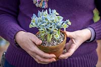 Tenant un pot d'iris d'hiver - Iris 'Katharine Hodgkin' Reticulata