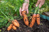 Récolter les carottes de la culture principale. Carotte 'Resistafly' F1 Hybrid