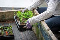 Mettre un plateau de jeunes plants de pois de senteur dans un châssis froid pour une protection hivernale