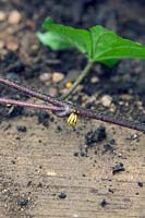 Les racines d'Ipomoea indica aux nœuds touchant le sol facilitent la propagation
