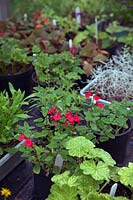 Plantes en brouillard propagateur à l'automne, y compris Pittosporum, Pelargonium, Helichrysum, Salvia et Fuchsia