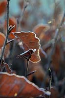Fagus sylvatica - Hêtre avec givre en hiver.