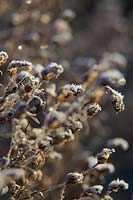 Symphyotrichum 'Ochtendgloren' - Aster 'Ochtendgloren' - Hybride Pringlei avec têtes de semis d'hiver dans le givre