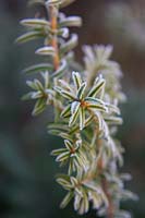 Taxus baccata 'Corleys Coppertip' avec givre en janvier.