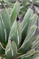 Agave nickelsiae - Roi des Agaves