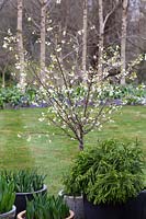Prunus incisa f. Amadei en pot avec Cryptomeria japonica 'Globosa Nana' et Tulipa - Tulip - en pots, avec vue sur le jardin au-delà