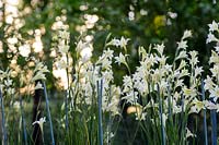 Gladiolus tristis - Fleur du soir