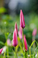 Tulipa «bâton de menthe poivrée»