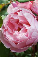 Rosa 'Frère Cadfael' - Rose 'Frère Cadfael'