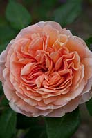 Rosa «Abraham Darby» - Rose «Abraham Darby»