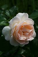 Rosa 'Chandos Beauty' - Rose 'Chandos Beauty'