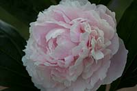 Paeonia lactiflora 'Sarah Bernhardt' - Pivoine 'Sarah Bernhardt '