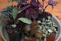 Sélection de plantes d'intérieur à humidité élevée, y compris Fittonia, Peperomia, Pilea, Ficus, Maranta, Begonia, Spathiphyllum et Pellalea - Étape par étape - Comment planter un jardin en bouteille