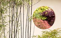 Phyllostachys nigra - bambou noir poussant contre un mur de jardin avec fenêtre ronde avec vue sur les arbres Acer japonais. Un jardin de réflexion japonais, RHS Malvern Spring Festival, 2016. Conception: Peter Dowle et Richard Jasper - Howle Hill Nursery