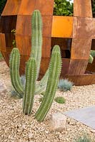 Polaskia Chichipe cactus poussant dans un parterre de gravier en pierre en face d'un coin salon en dôme en acier corten rouillé. Cactus Direct Garden au RHS Tatton Park Flower Show, 2017. Designers: Michael McGarr chez Warnes McGarr and Co.