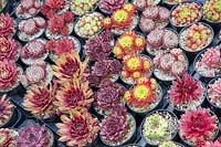 Rangées de différentes variétés de plantes Sempervivum dans des pots en plastique non recyclables en vente dans une pépinière de centre de jardin