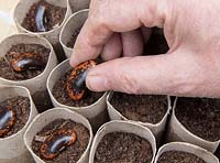 Jardinage sans plastique Semis de haricot bio Graines de 'Rhum rouge' dans des tubes de papier toilette en carton remplis de compost