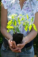 Woman holding Solanum 'Moneymaker' - Tomate - jeune plante prête pour le repiquage