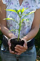 Woman holding young Capsicum 'Apache' - Chilli - plante en mains prête pour la transplantation