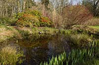 Rhododendron, Cornus sericea, Iris pseudacorus - Iris drapeau jaune - feuillage entourent petit étang