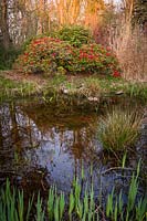Vue sur étang avec plantation marginale de Rhododendron